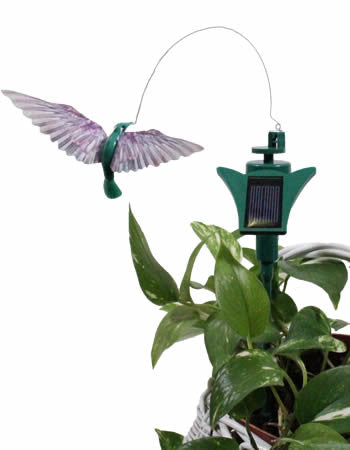 Colibri y mariposa solar